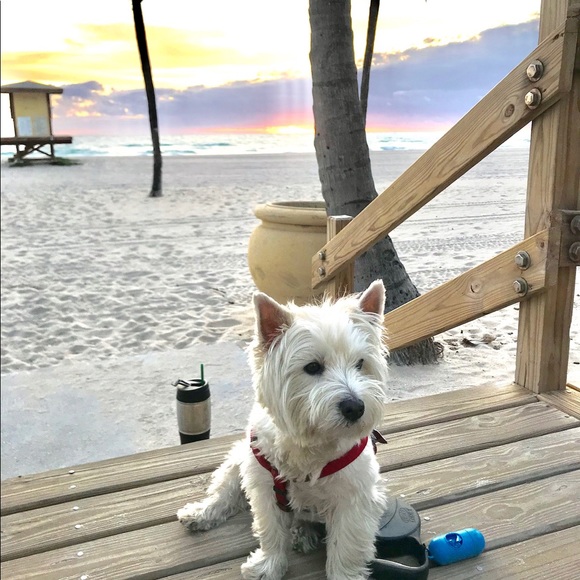 Meet your Posher, Rebe - Picture 2 of 2